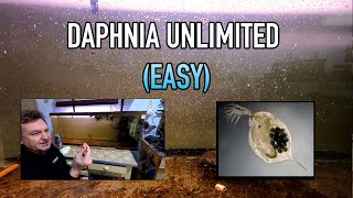 How I Raise Daphnia Water Fleas And You Can Too [upl. by Eiramanel467]