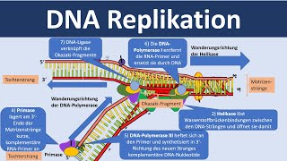 DNA Replikation  Verdopplung der DNA Biologie Oberstufe [upl. by Dorca636]