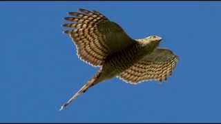 Sparrowhawk Bird Call Bird Song [upl. by Adianez]