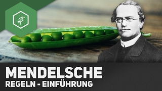 Mendelsche Regeln  Einführung [upl. by Naul]