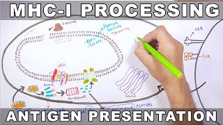 MHCI Processing  Antigen Processing and Presentation [upl. by Swetiana]