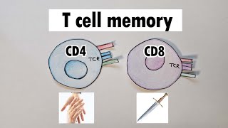 T cell memory  CD4 and CD8 T cell memory [upl. by Asyar]