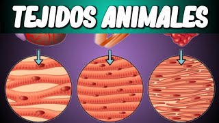 TEJIDOS ANIMALES Biología desde Cero [upl. by Jovita]