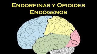 Endorfinas y opioides endógenos [upl. by Eilsew604]