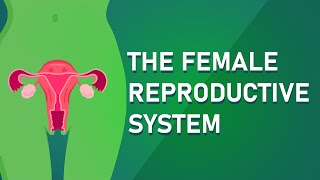 Understanding The Female Reproductive System [upl. by Zulaledairam]