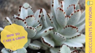 How To Grow amp Care For Kalanchoe Tomentosa Panda Plant [upl. by Kleiman]