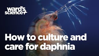 Caring and Culturing for Daphnia [upl. by Annasor]