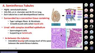 Male Reproductive System Prof Zeinab Abdelrehim [upl. by Akinas]