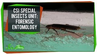 CSI Special Insects Unit Forensic Entomology [upl. by Harshman]