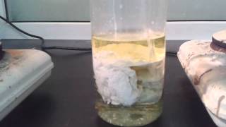 High concentration silver nitrate and Hydrochloric acid [upl. by Floeter948]