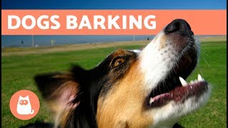 The Best Barking Dogs Compilation [upl. by Allehcram]