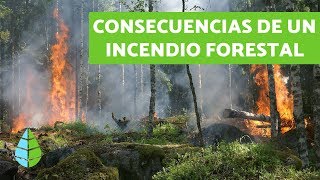 CONSECUENCIAS de los INCENDIOS FORESTALES  TIPOS DE INCENDIOS [upl. by Labotsirc800]