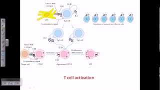 T cell activation [upl. by Aehtna]