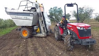 Raccolta Olive Meccanizzata 2017 con vendemmiatrice VolentieriPellenc PUGLIA  ITALY [upl. by Tumer]