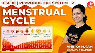 The Reproductive System L2  Menstrual Cycle  Vedantu ICSE Biology Class 10  Vedantu910 [upl. by Nordine]