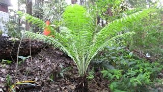 Growing Ostrich Fern [upl. by Nnylakcaj]