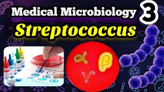 Streptococcus شرح بالعربي Morphology Classification and identification [upl. by Mersey848]