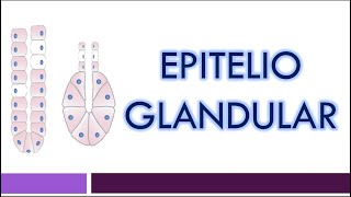 TEJIDO EPITELIAL Epitelio Glandular [upl. by Alberik886]