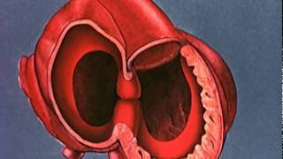 Heart embryology video [upl. by Lehcin823]