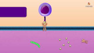 Cytotoxic T Cell  Microbiology and immunology Animations [upl. by Joseph]