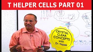 T Helper Cells  Immunology  Part 110 [upl. by Henri]