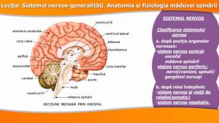 SISTEMUL NERVOSGENERALITĂȚI ANATOMIA ȘI FIZIOLOGIA MĂDUVEI SPINĂRII [upl. by Yhtamit]