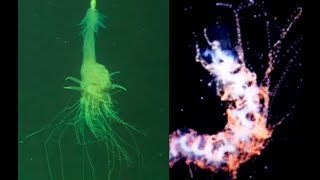 5 Extremely Bizarre Siphonophores Found in the Deep Ocean [upl. by Anilef]