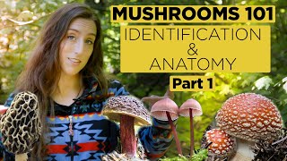 Mushrooms 101 Identification and Anatomy  Part 1 [upl. by Archle]