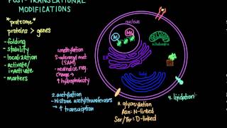 Post Translational Modifications [upl. by Hevak]