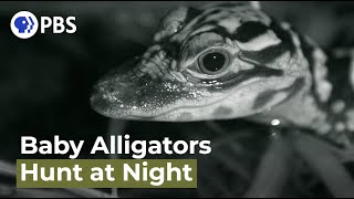 Watch Baby Alligators Hunt at Night [upl. by Ybsorc]