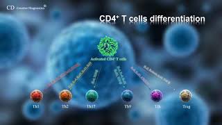 CD4 T cell differentiation [upl. by Enytnoel824]