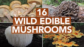 16 Wild Edible Mushrooms You Can Forage This Autumn [upl. by Ylrebmek]