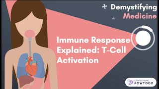 Immune Response Explained TCell Activation [upl. by Hsirk674]