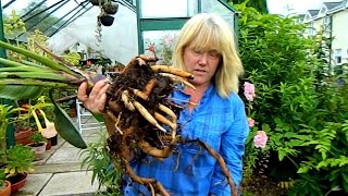 Repotting A Very Pot Bound Bird Of Paradise strelitzia [upl. by Levania]