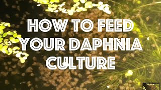 How To Feed Your Daphnia Culture [upl. by Malkah]