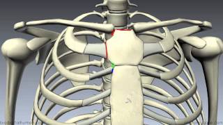 Sternum  3D Anatomy Tutorial [upl. by Nonarb]