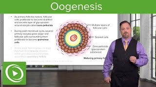 Oogenesis and Follicles – Embryology  Lecturio [upl. by Daniyal]