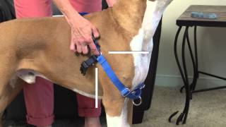 How to Fit and Use the PetSafe® Easy Walk® Harness [upl. by Nnor]