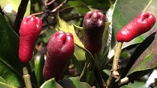 clove fruits and seeds Syzygium aromaticum [upl. by Marillin]