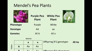 N5 Biology  24 Variation and Inheritance [upl. by Lezley694]