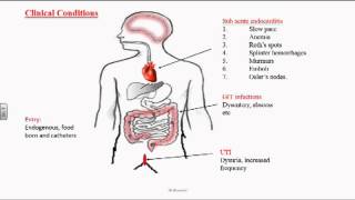 Enterococcus or Group D Streptococci [upl. by Ad650]