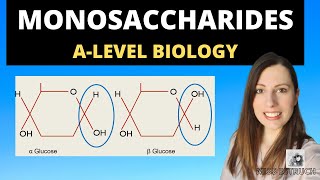 Monomers Polymers and Monosaccharides Alevel biology Biological Molecules topic [upl. by Esirtal567]