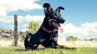 Australian Kelpie Working  Stock Dog Training [upl. by Dleifniw]