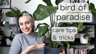 BIRD OF PARADISE INDOOR CARE  Strelitzia Reginae Tips amp Tricks [upl. by Ymaral]