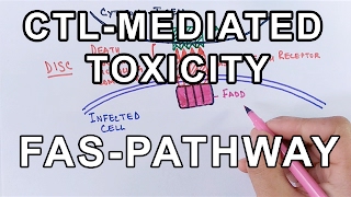 Mechanism of CELL MEDIATED TOXICITY [upl. by Moselle]