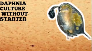 HOW TO CULTURE DAPHNIA NATURALLY WITHOUT A STARTER [upl. by Siwel]