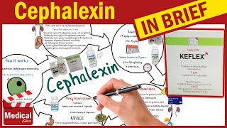 Cephalexin  Keflex  What is Cephalexin Used For Dosage Side Effects amp Precautions [upl. by Alue]