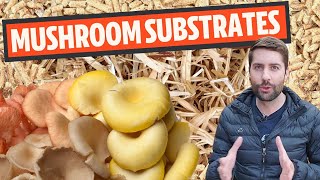 Understanding Mushroom Substrates What Do Mushrooms Grow On [upl. by Rasia]