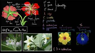 Floral formula  Plant kingdom  Biology class 11  Khan Academy [upl. by Nomolos]