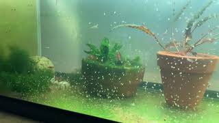 Daphnia Culturing Snails or no snails [upl. by Nelhsa]